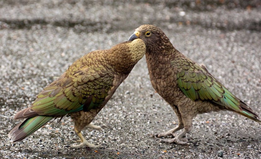 Попугаи кеа