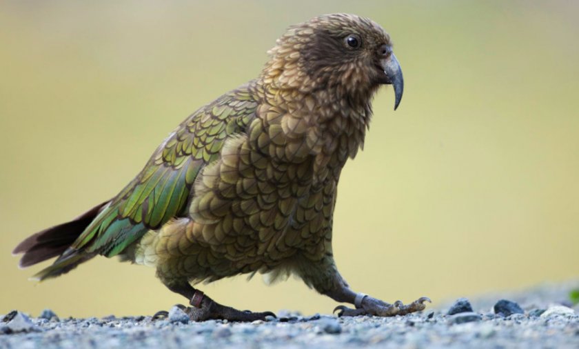 Попугай кеа