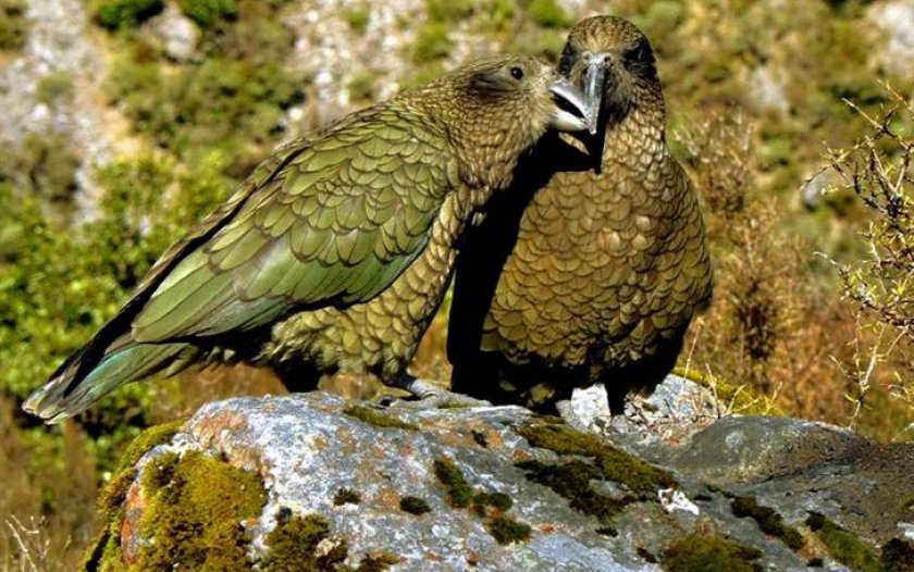 Попугаи кеа