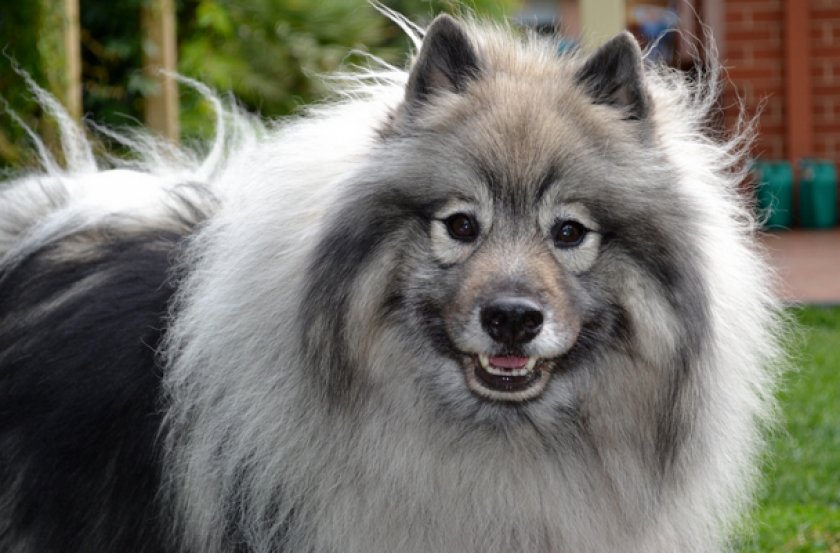 Кеесхонд Кеесхонд