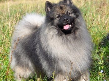 Собака кеесхонд (вольфшпиц)