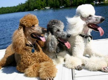 Одна порода — 4 разновидности, или какие бывают пудели