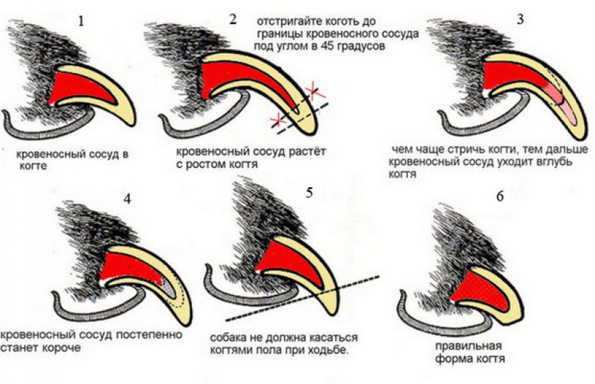 Уход за когтями Уход за когтями