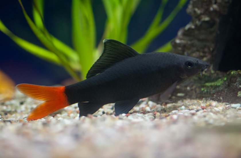 Двухцветный