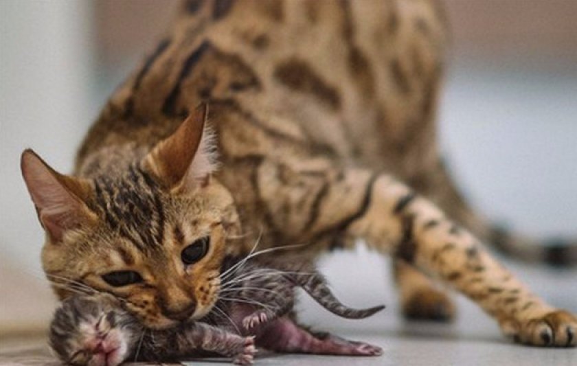 Что такое эклампсия и почему она бывает у кошек