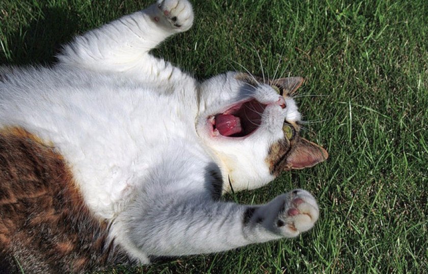 Симптомы и течение болезни