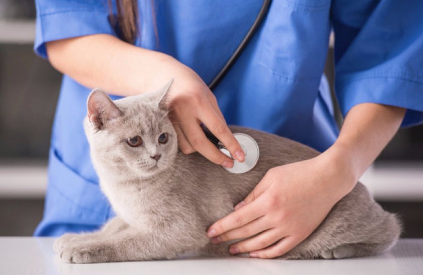 Профилактические мероприятия