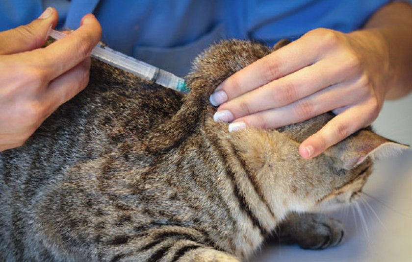 Первая помощь и дальнейшее лечение