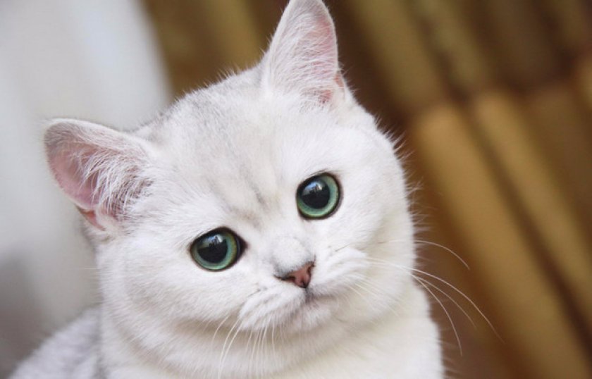 Первая помощь и дальнейшее лечение